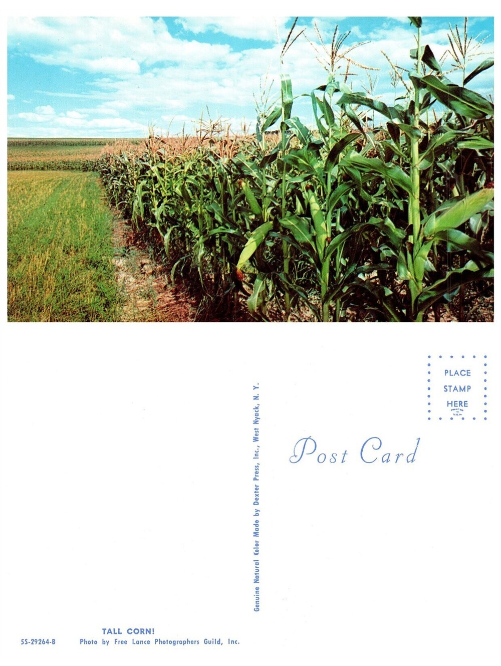 Vintage Postcard Midwest Tall Corn Midwest Farm Field Agricultural Old Stock